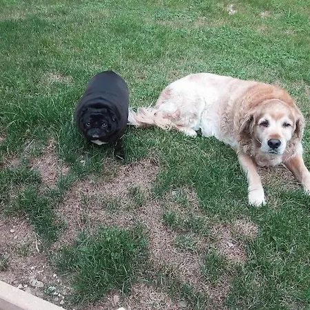 La- Ch'tite-gamassette